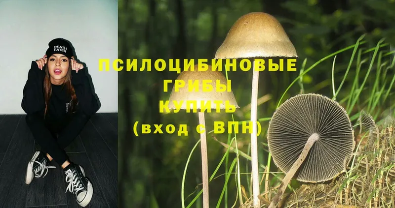 продажа наркотиков  Армавир  Галлюциногенные грибы Psilocybe 